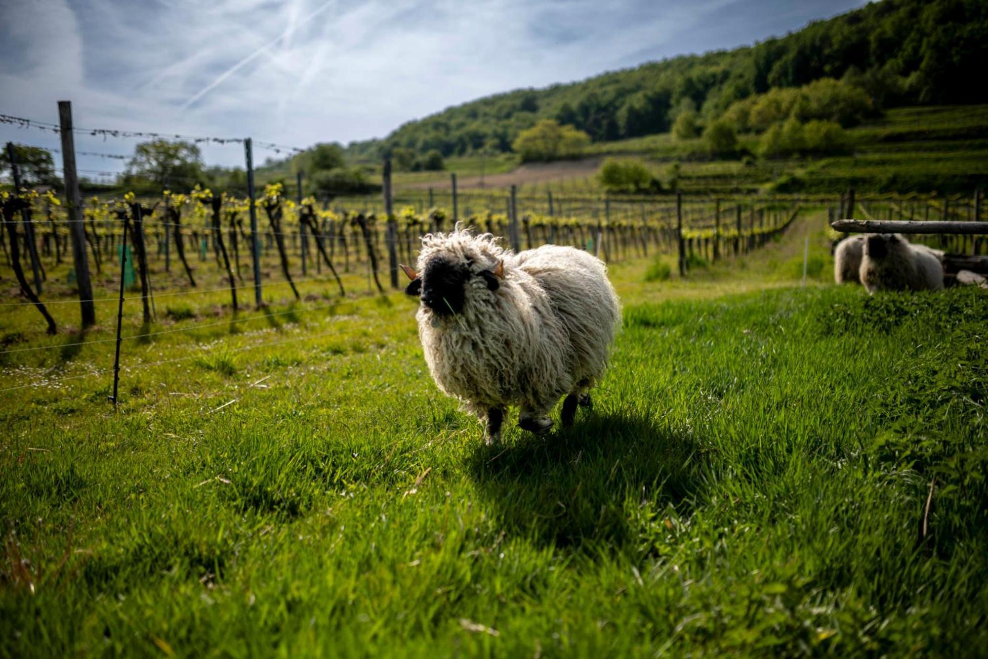 Weingut Jakob'S Ruhezeit Mautern Ngoại thất bức ảnh